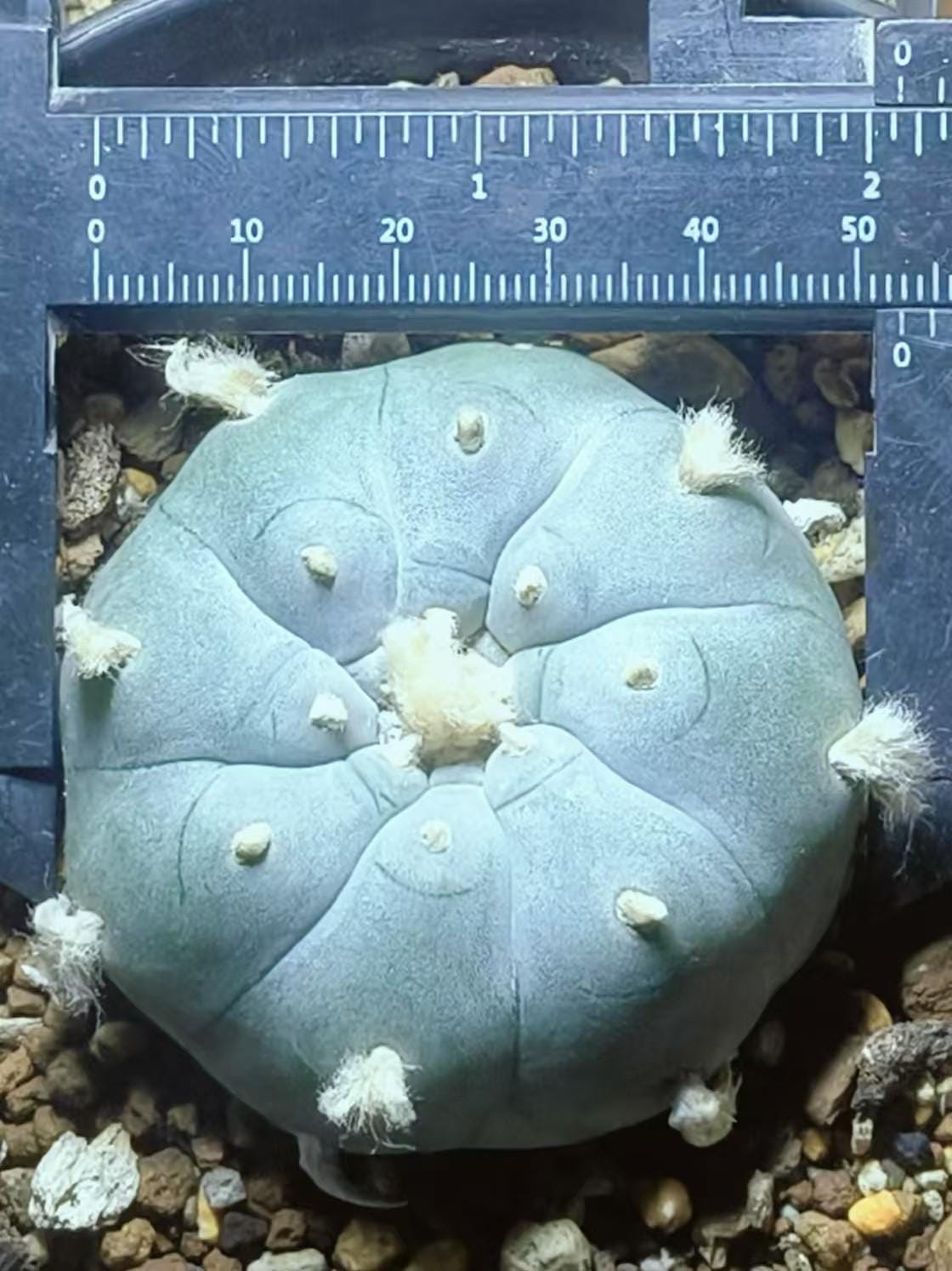 Spiral longhair PE/YO/TE, L.w 4.2cm + plant x 1. Seed grown, Big tuberous root guaranteed. Sample plant in picture3.