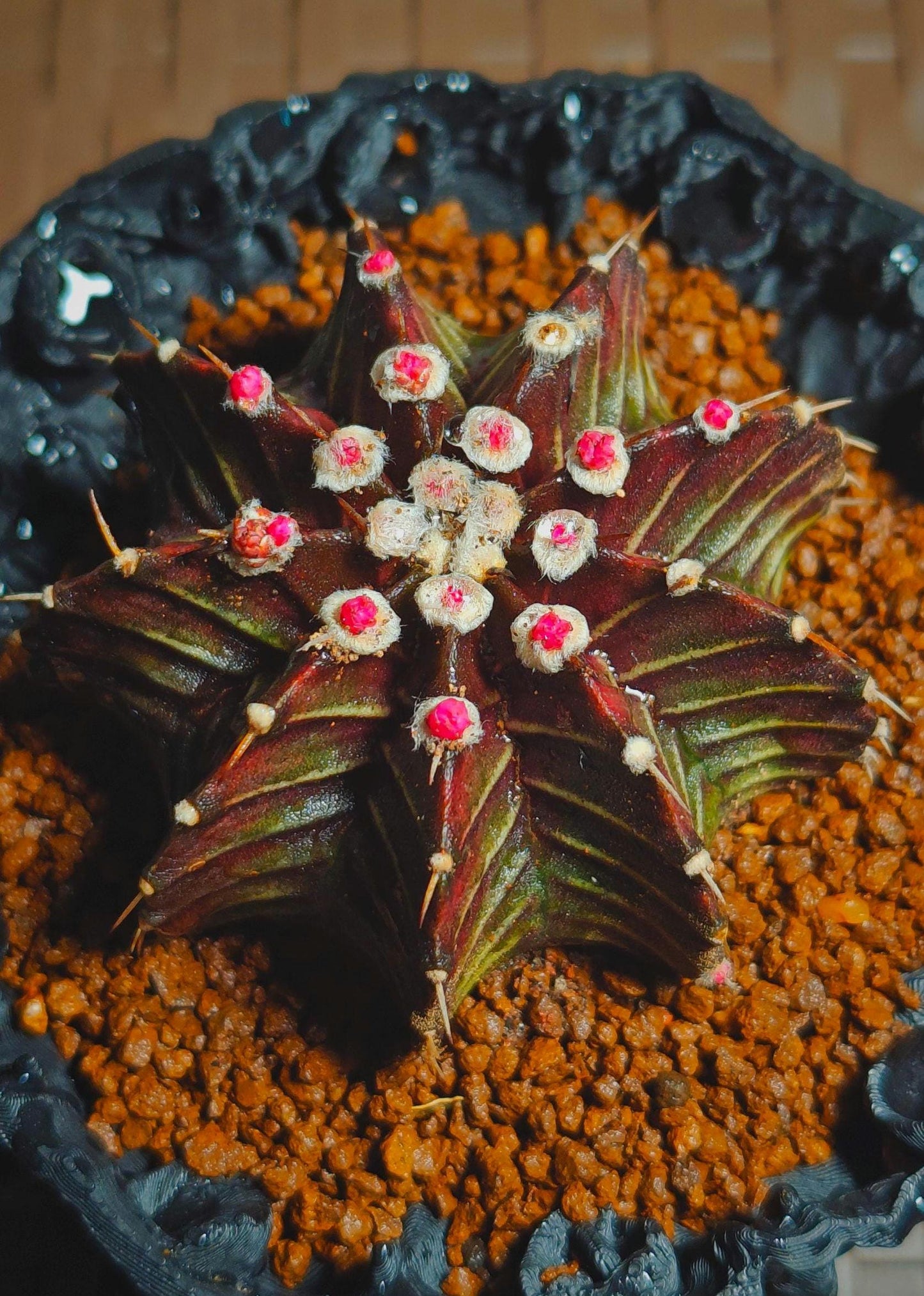 Gymnocalycium stenopleurum hybrid plant X 1, Big size purple skin, 7 cm.
