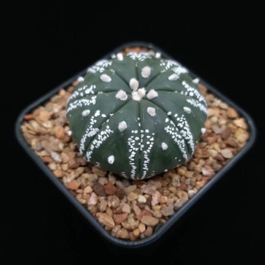 Astro Cactu Astr0phytum Plants 4.5 cm size. Flowering plant.
