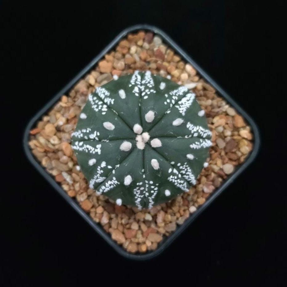 Astro Cactu Astr0phytum Plants 4.5 cm size. Flowering plant.