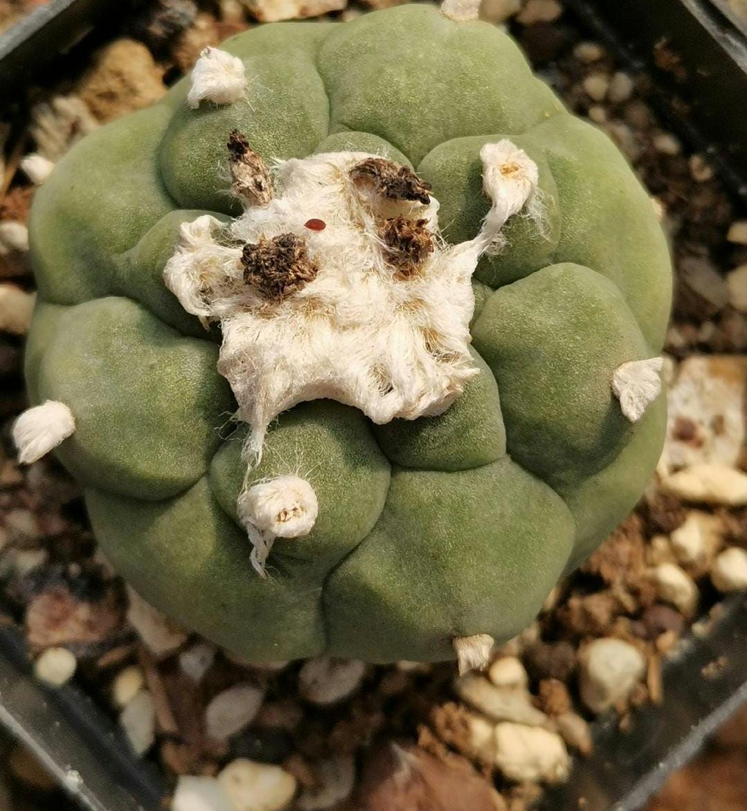 Flowering cactus L.diffusa 1X Plant 4.6-5 cm size. Big tuberous root. Nice raised areoles.