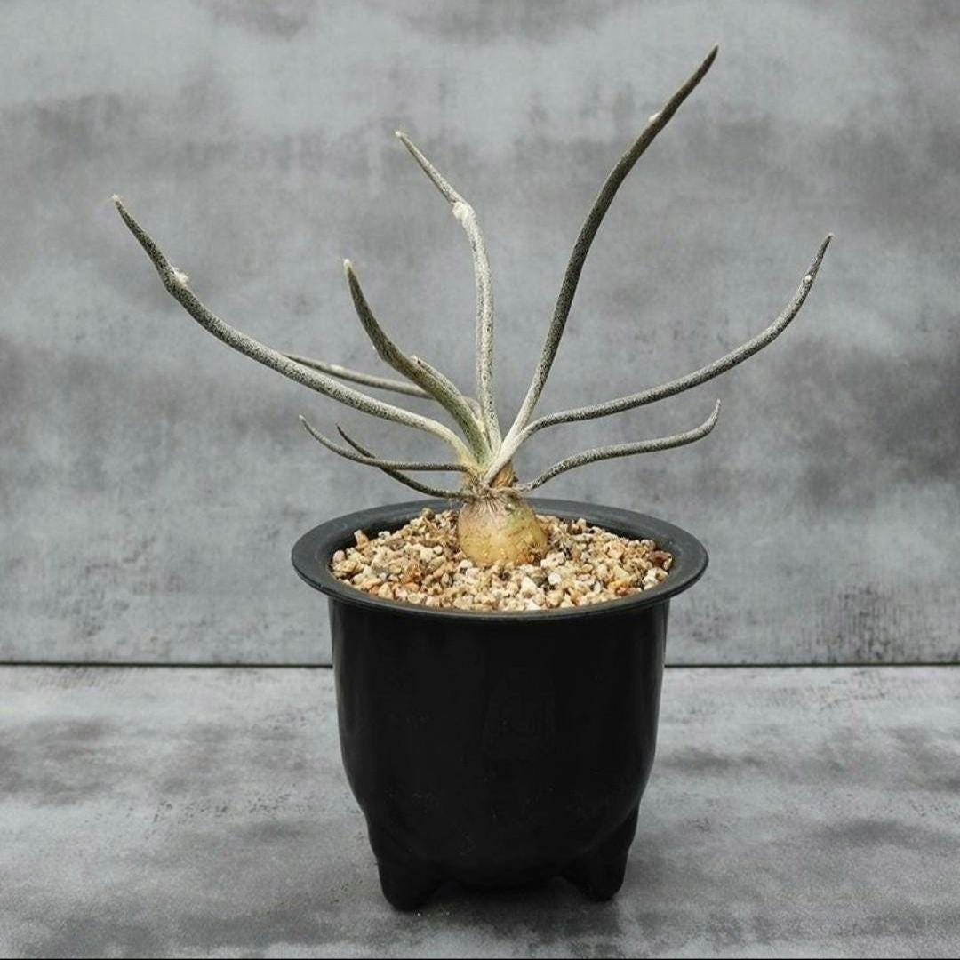 Flowering Astrophytum caput-medusae desert plant succulent -- 2.5cm diameter tuberous root, Plant x 1. Pic2,3 for sample. Non drafted