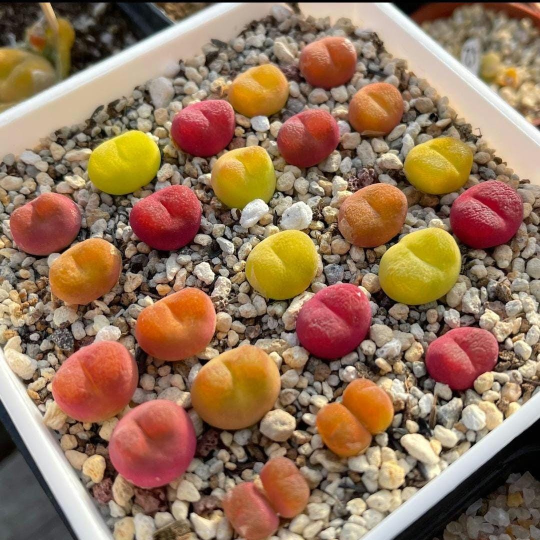 Conophytum maughanii Living Stone Lithops Seeds Mix -- 30+, Candy succulent.