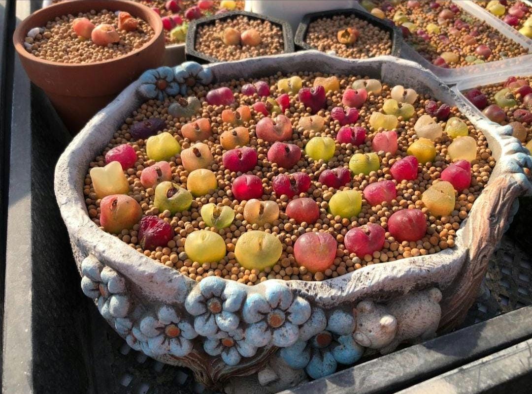 Conophytum maughanii Living Stone Lithops Seeds Mix -- 30+, Candy succulent.