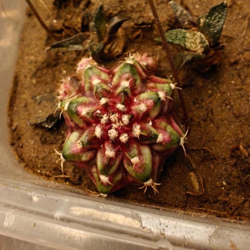 Gymno mihanovichii T-rex plant X 1, 2 cm+, classic variety.