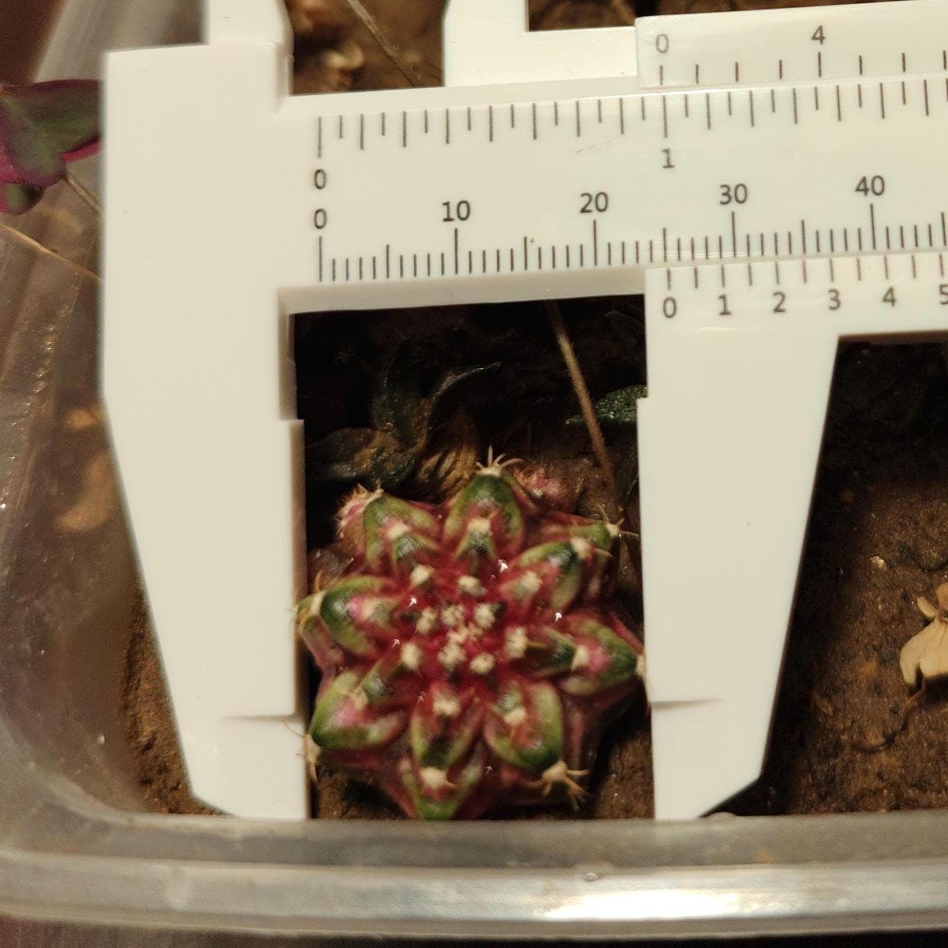 Gymno mihanovichii T-rex plant X 1, 2 cm+, classic variety.