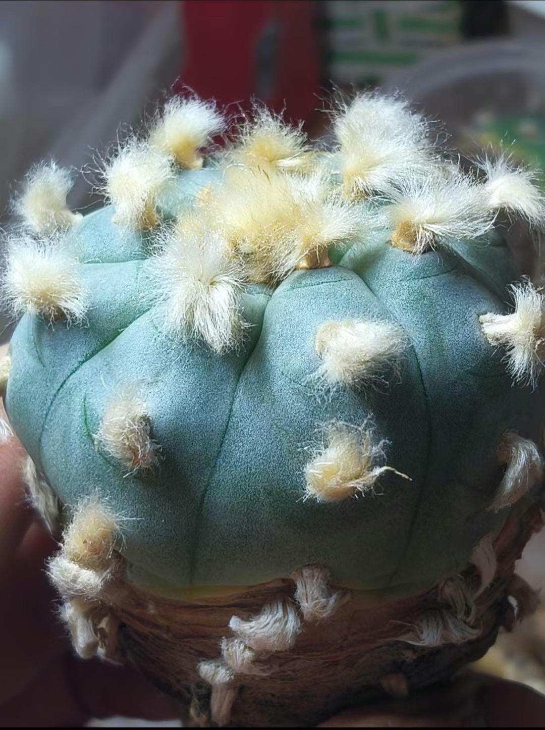 Spiral longhair PE/YO/TE, L.w 4.2cm + plant x 1. Seed grown, Big tuberous root guaranteed. Sample plant in picture3.