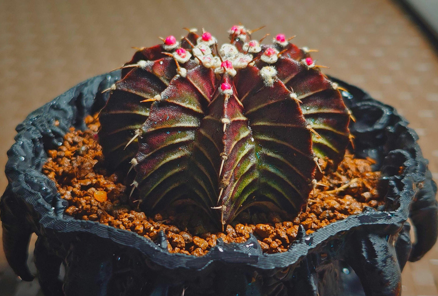 Gymnocalycium stenopleurum hybrid plant X 1, Big size purple skin, 7 cm.