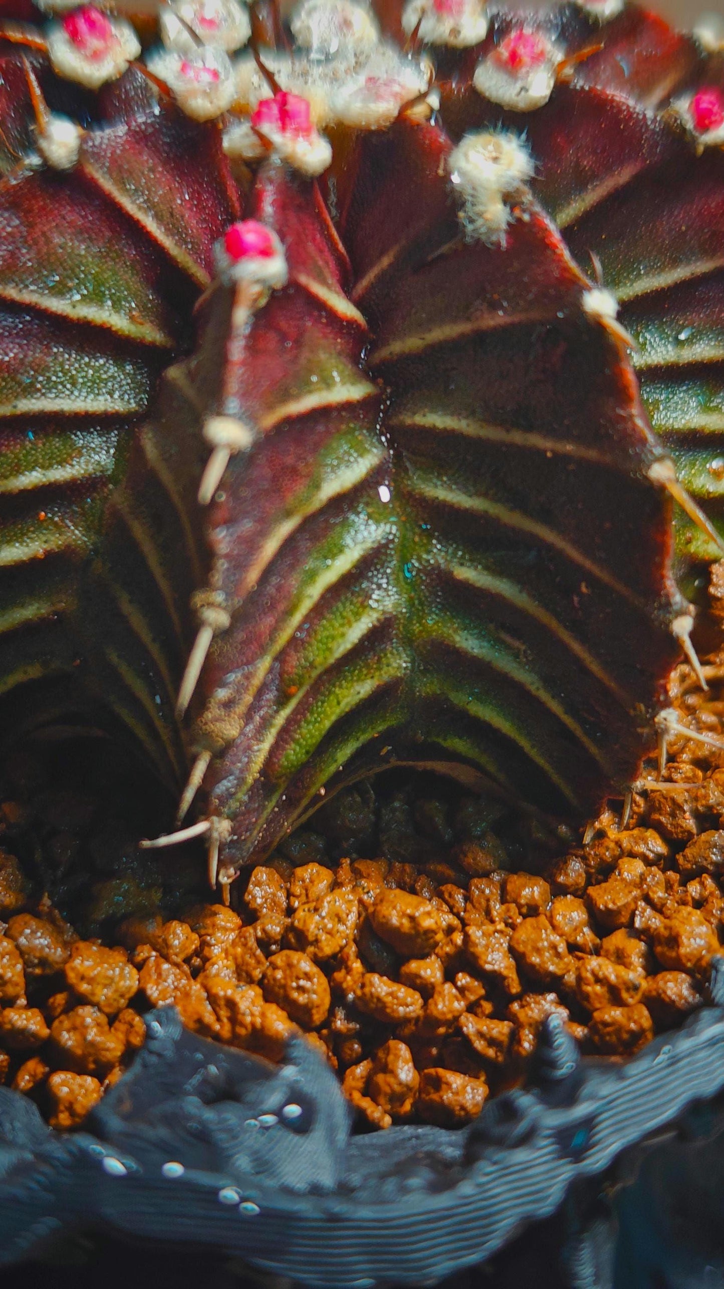 Gymnocalycium stenopleurum hybrid plant X 1, Big size purple skin, 7 cm.