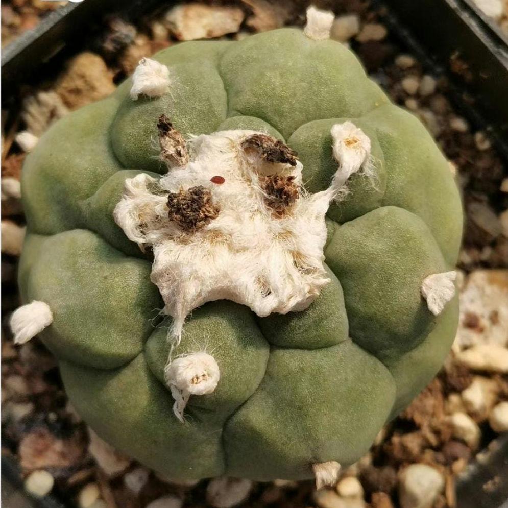 Flowering cactus L.diffusa 1X Plant 4.6-5 cm size. Big tuberous root. Nice raised areoles.