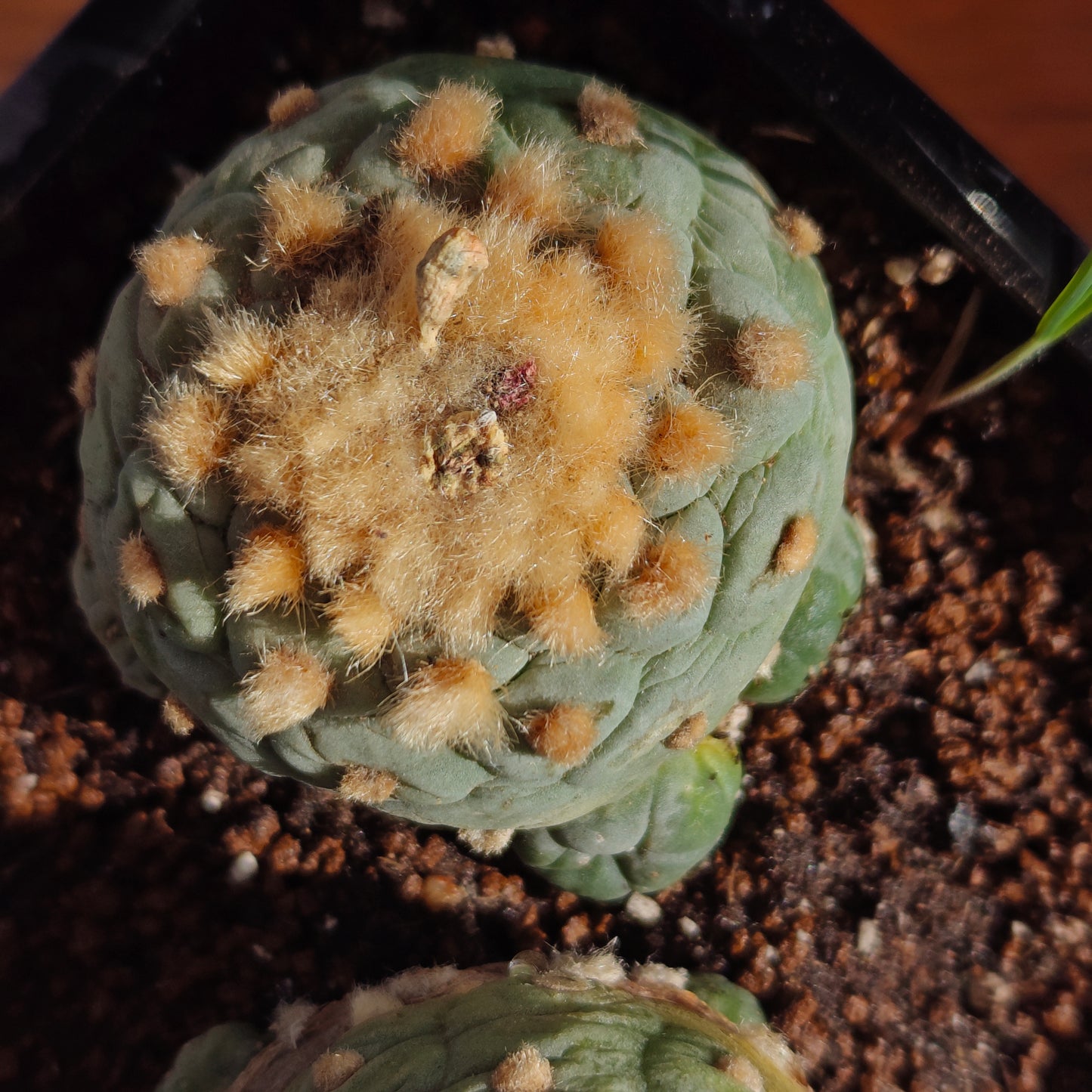 Golden hair self rooted lophos x 2.