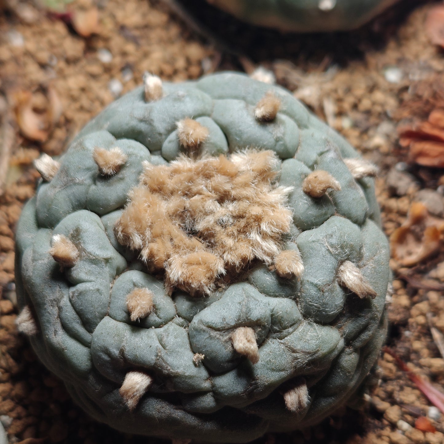 Flowering cactus 10 X Plants various type mix. Whole pot for sale. Clearance.