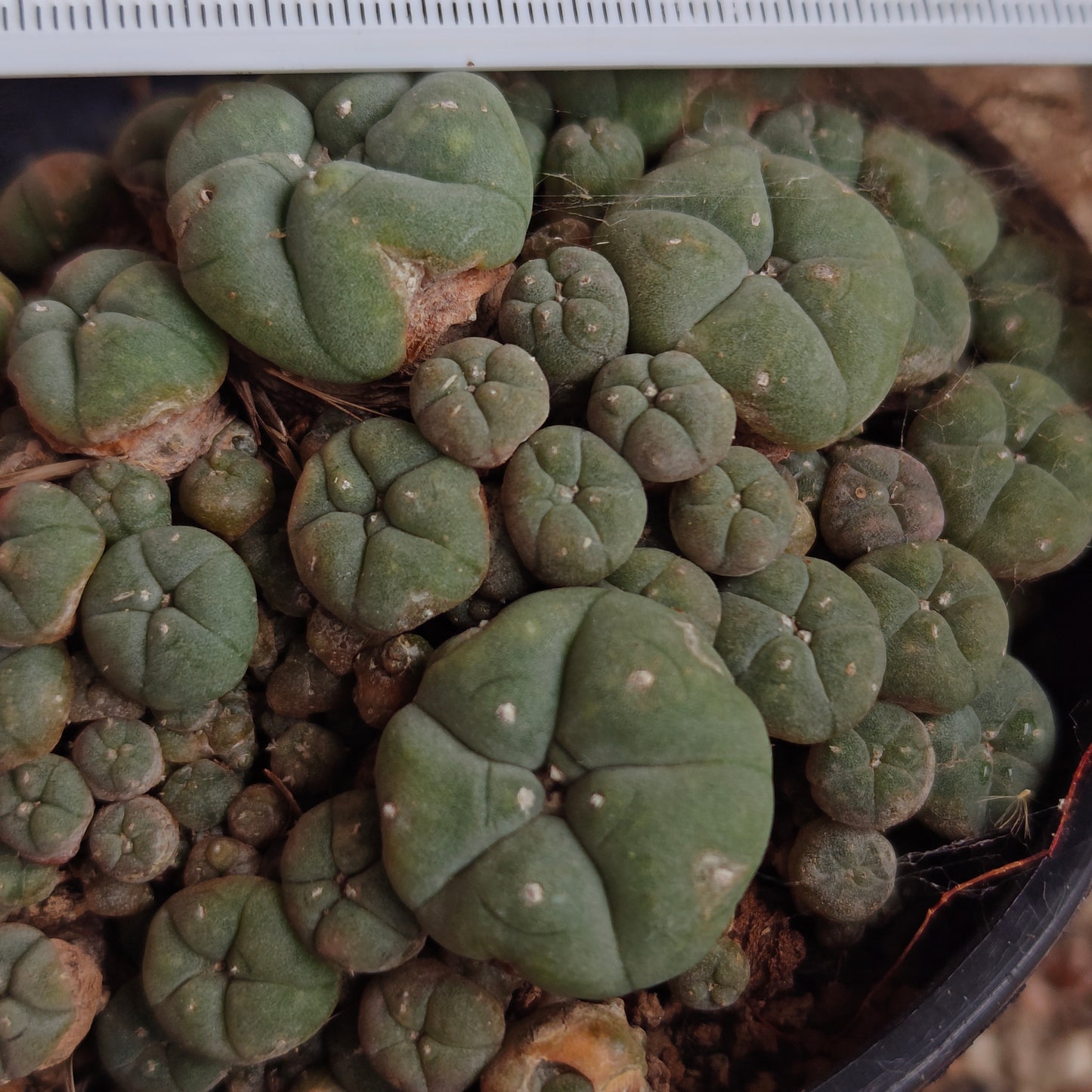 lophophora w caespitosa large size x 1