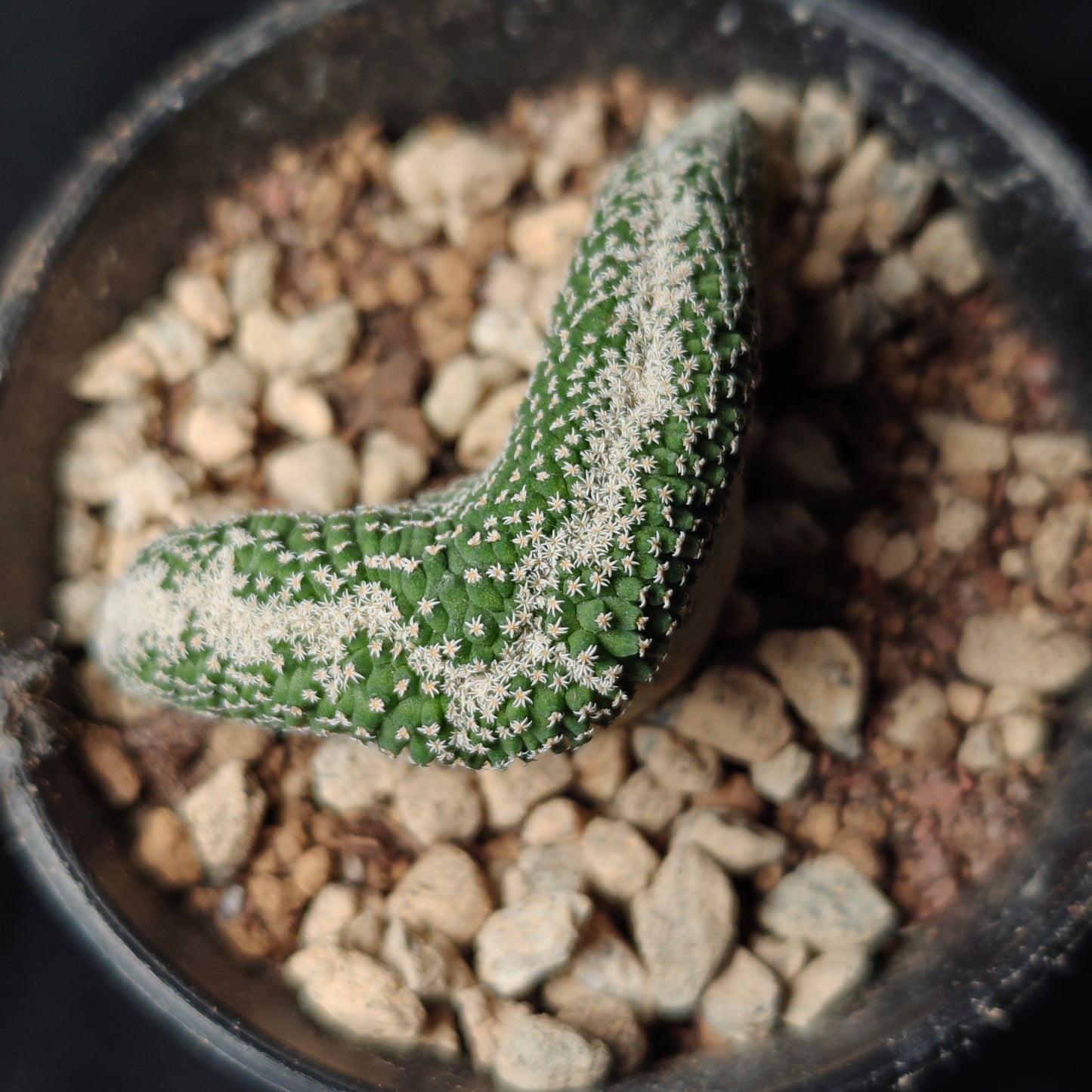 Strombocactus crested x 2