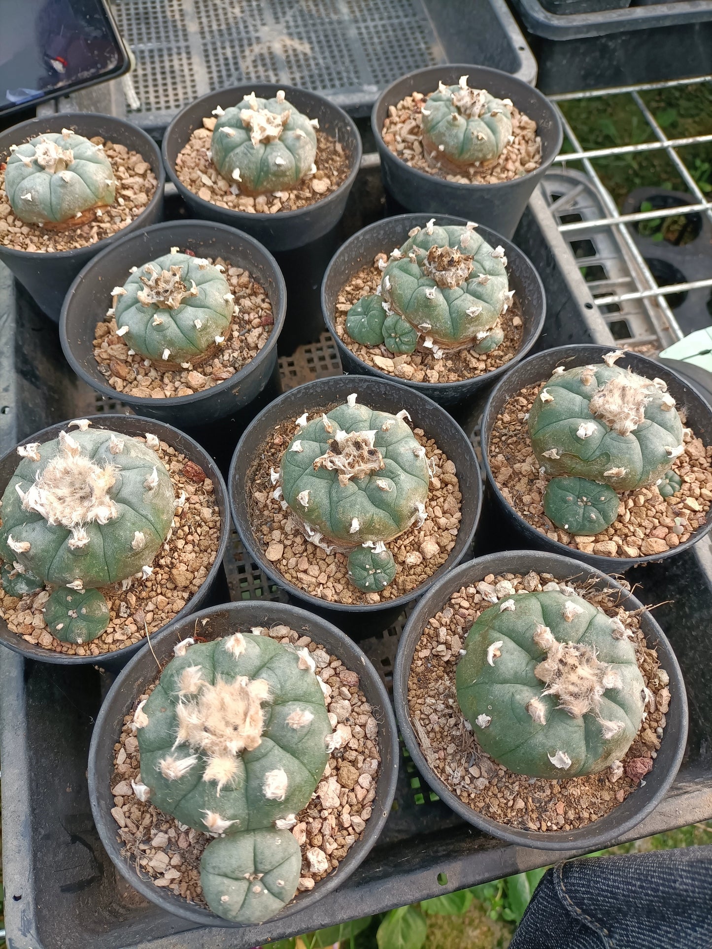 Seed grown Cactus Plant L0ph0ph0ra w 5 cm+, strong root.