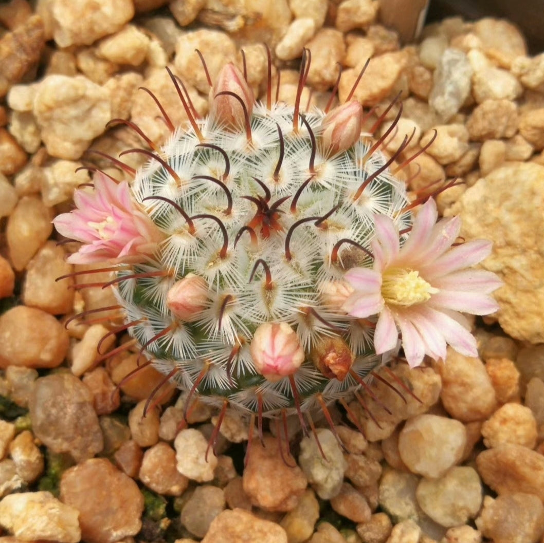 Mammillaria perezdelarosae 2.6 cm