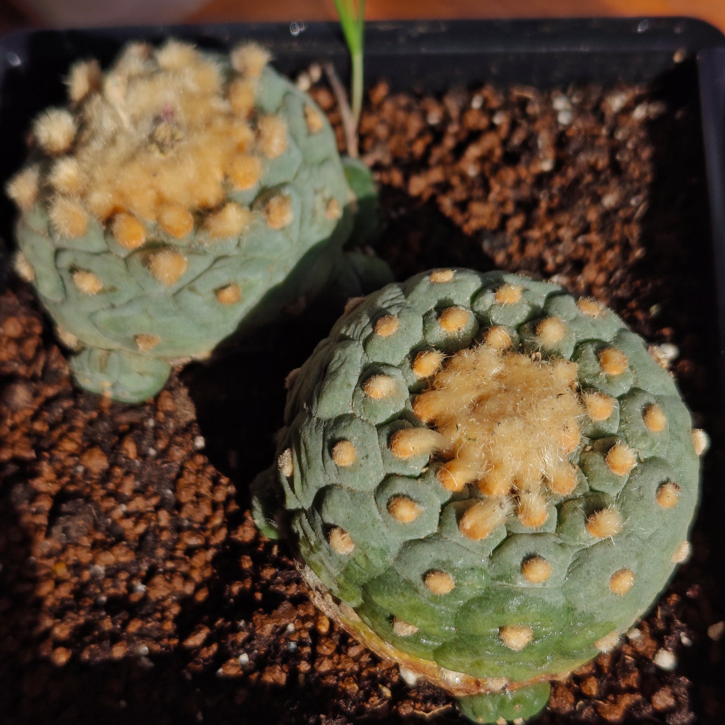 Golden hair self rooted lophos x 2.