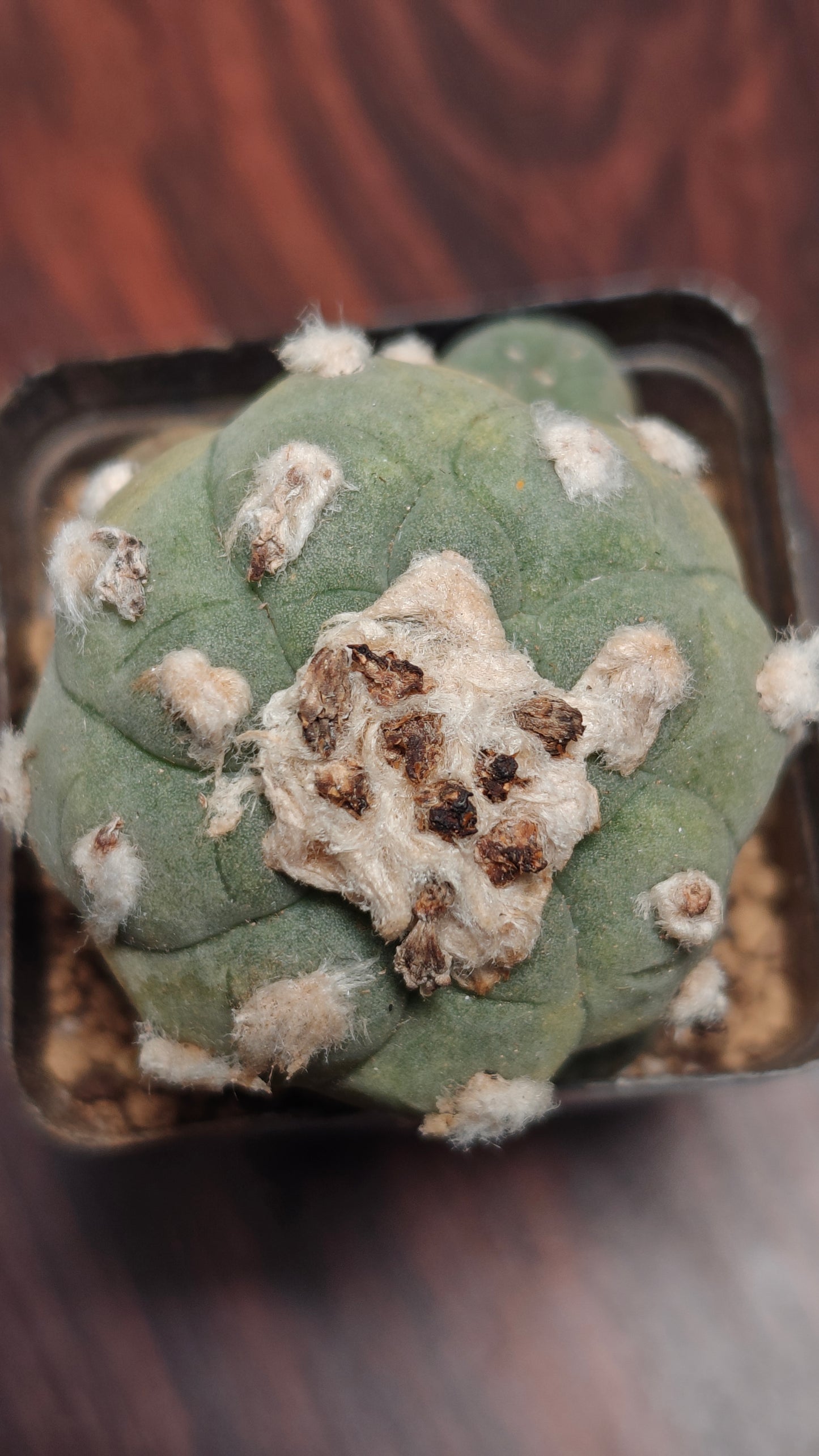 Flowering Cactus Lw j0urdaniana Multiple buds>3, diameter 4.3cm+.