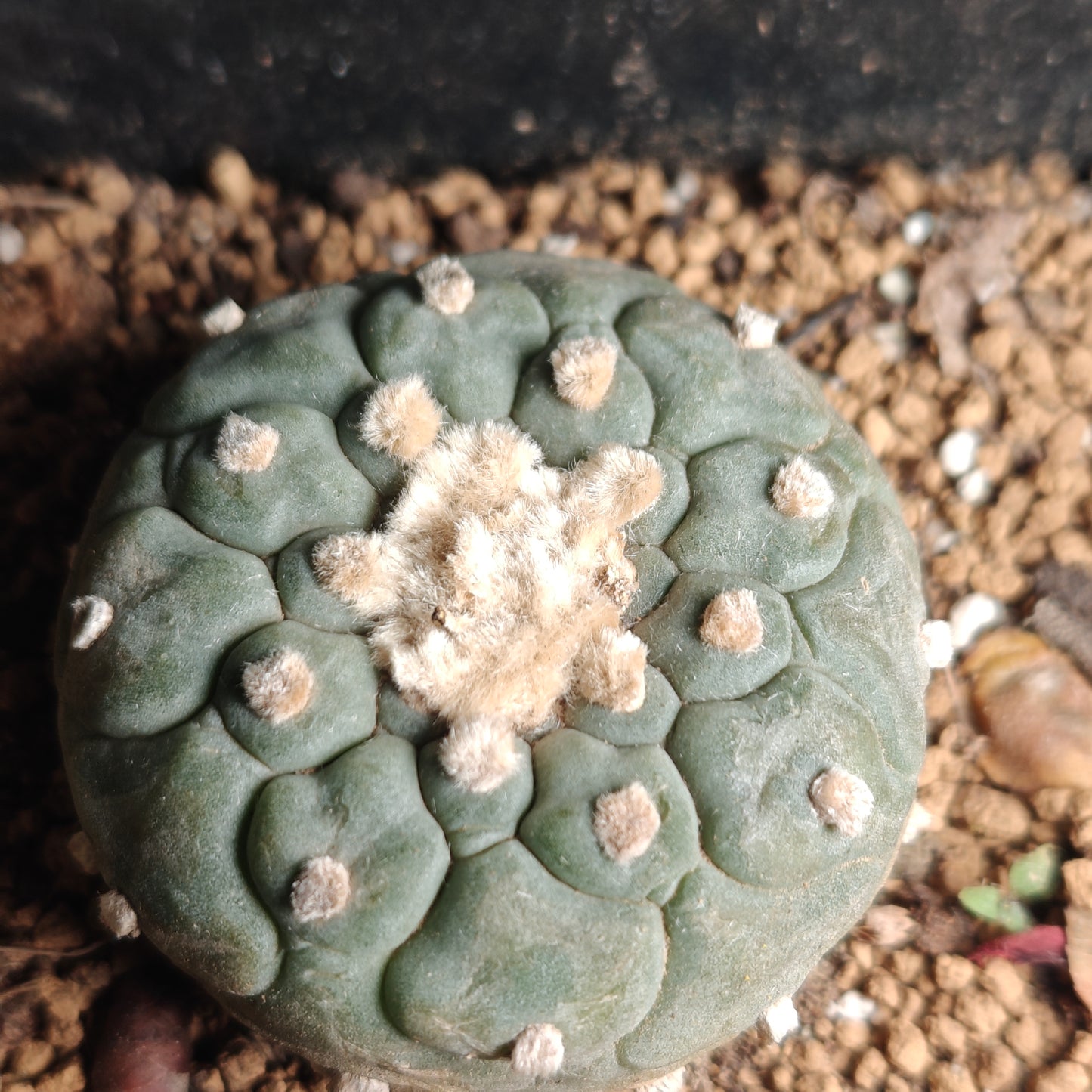 Flowering cactus 10 X Plants various type mix. Whole pot for sale. Clearance.