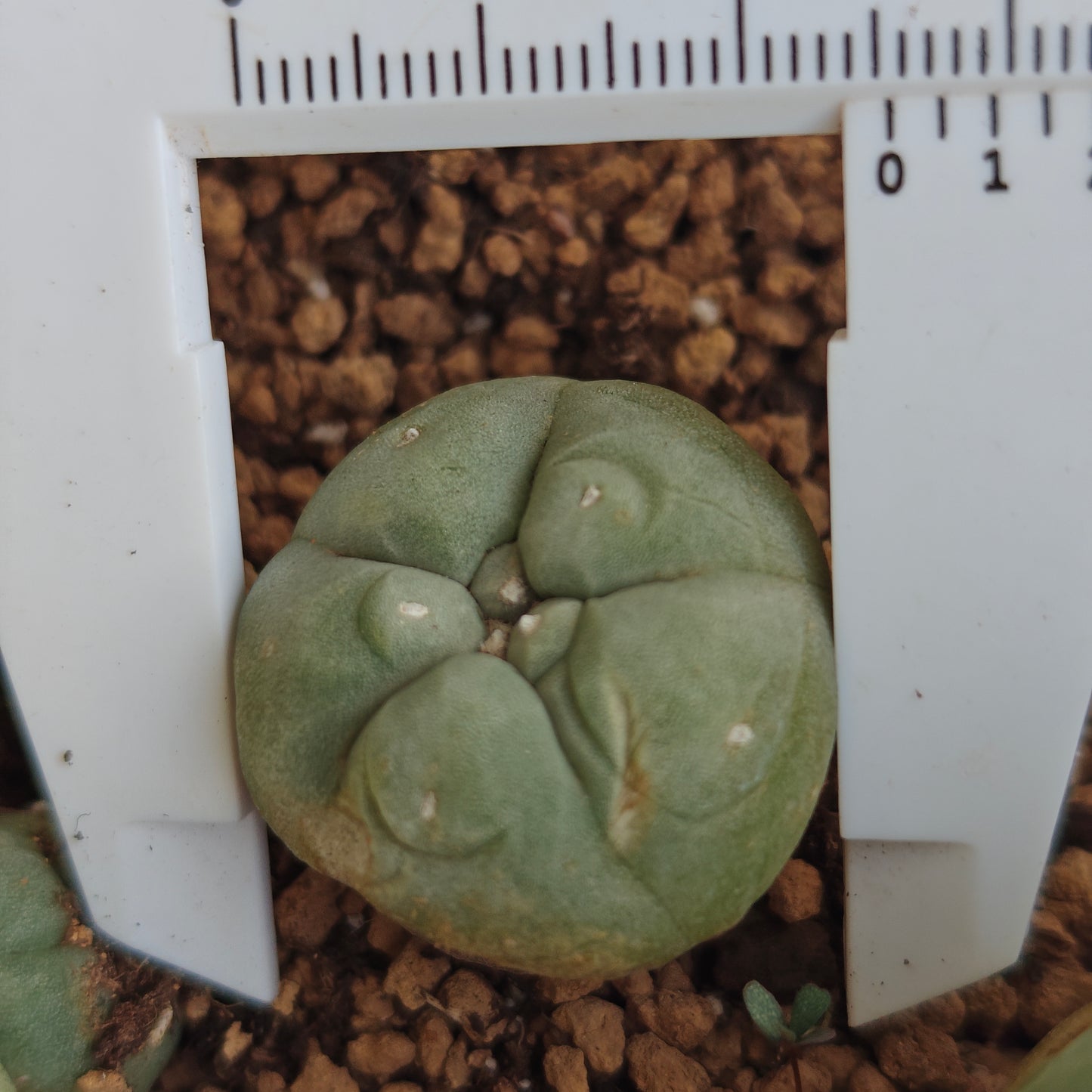 4 x Lophophora fricii plants value pack.