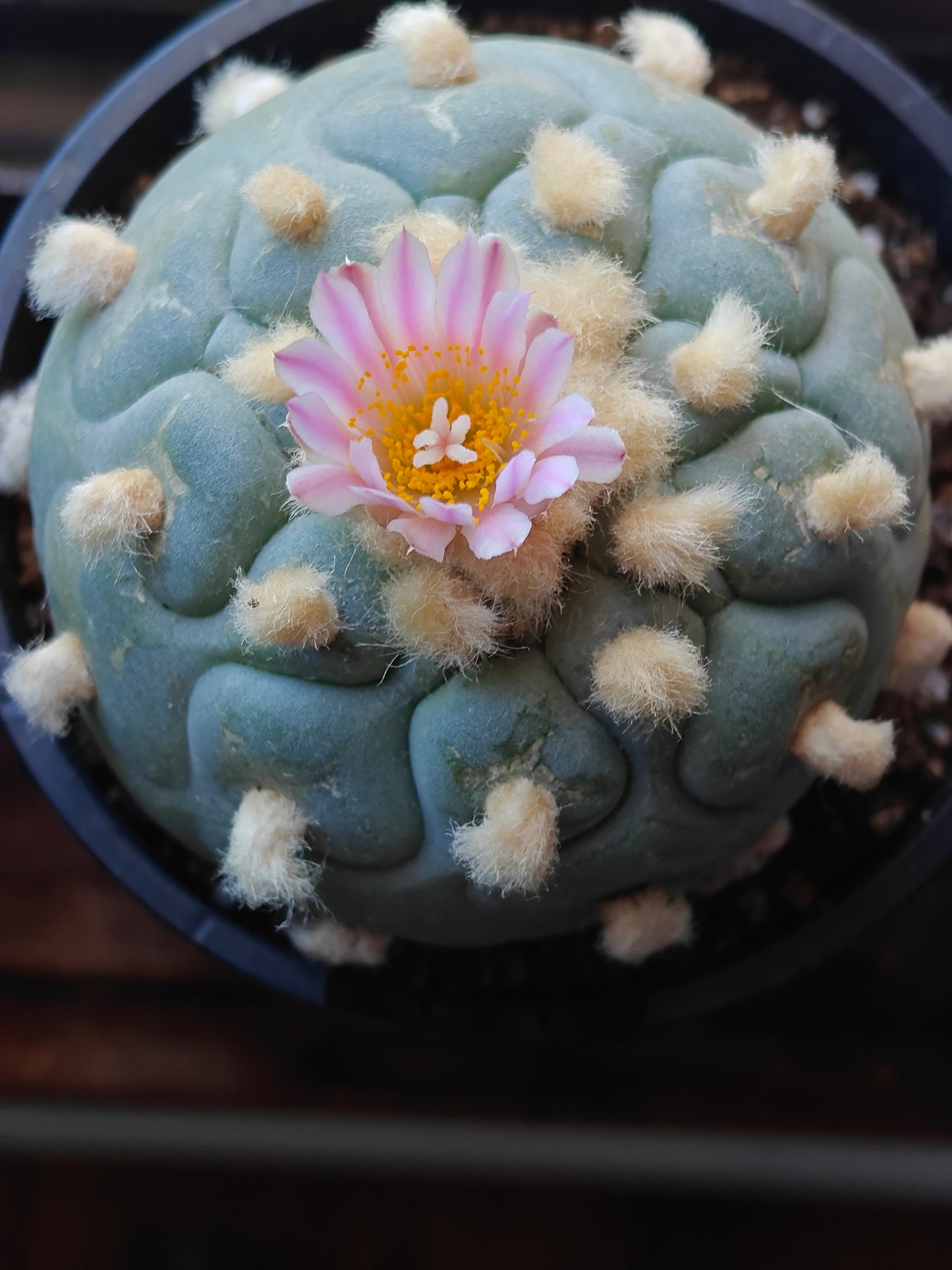 Flowering GoldenHairy L.f 1X Plant 6.6 cm seed grown strong root.