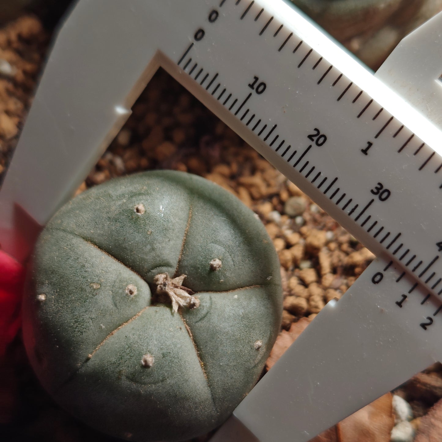 Flowering cactus 10 X Plants various type mix. Whole pot for sale. Clearance.
