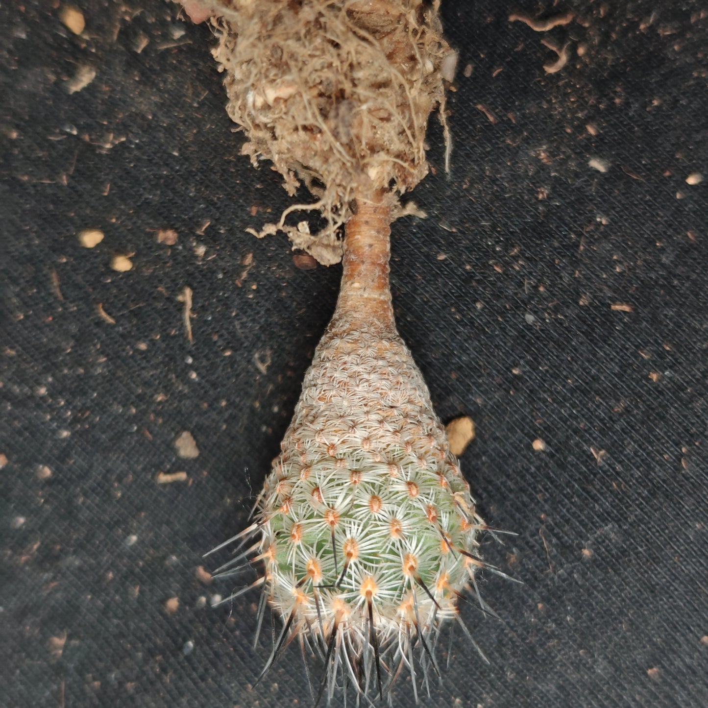T. subterraneus plants grown from seeds.