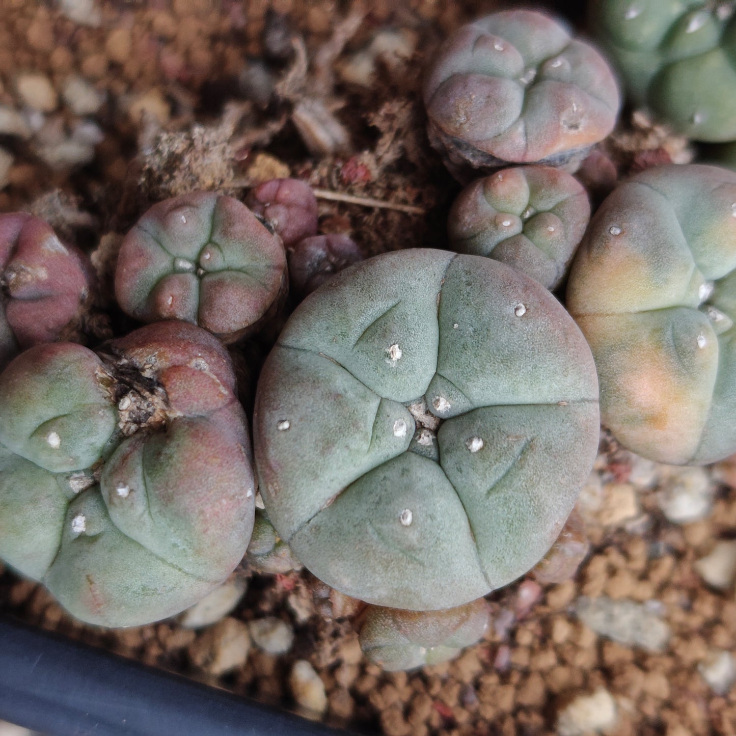 L. williamsii variegata exact cluster plant in pic
