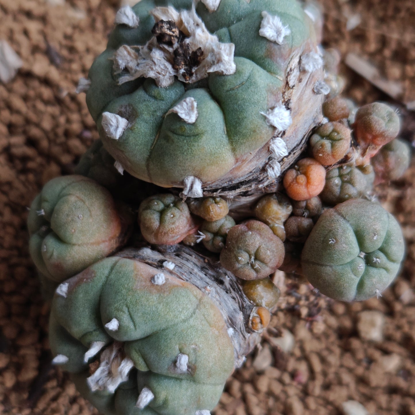 Lophophora x 2. OUTDOOR HARDY