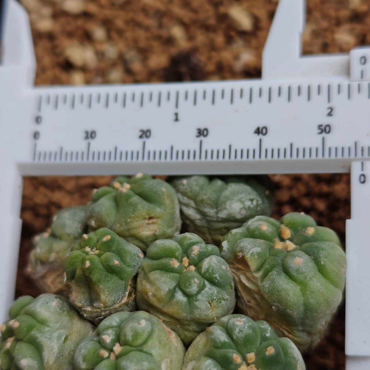 Multi_head lophophora x 1. minor scars. Sale