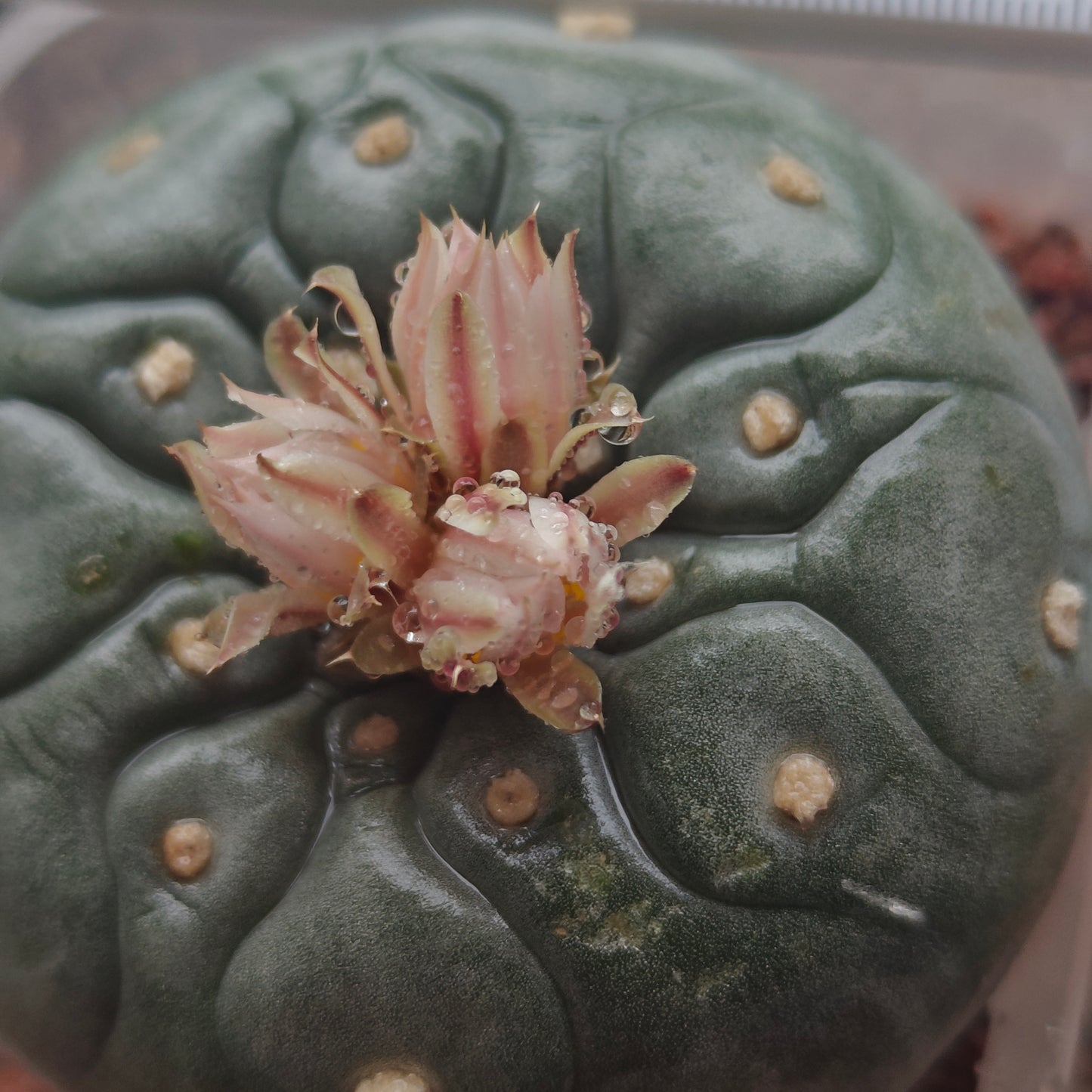 Lophophora seed grown plant large size