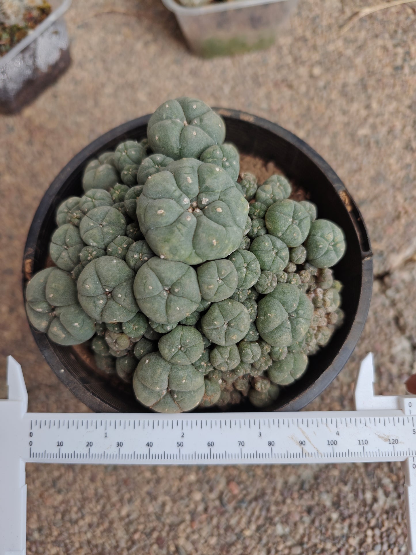 Flowering Cactus Seed grown Lw Caespitosa 10.5cm+.