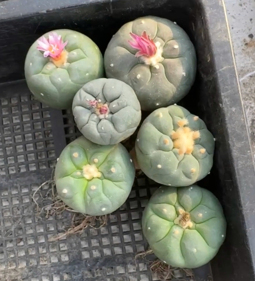 Flowering Cactus Seed Grown L.fricii Random 6 x plants, different variety combinations, diameter 3.0-3.3 cm.