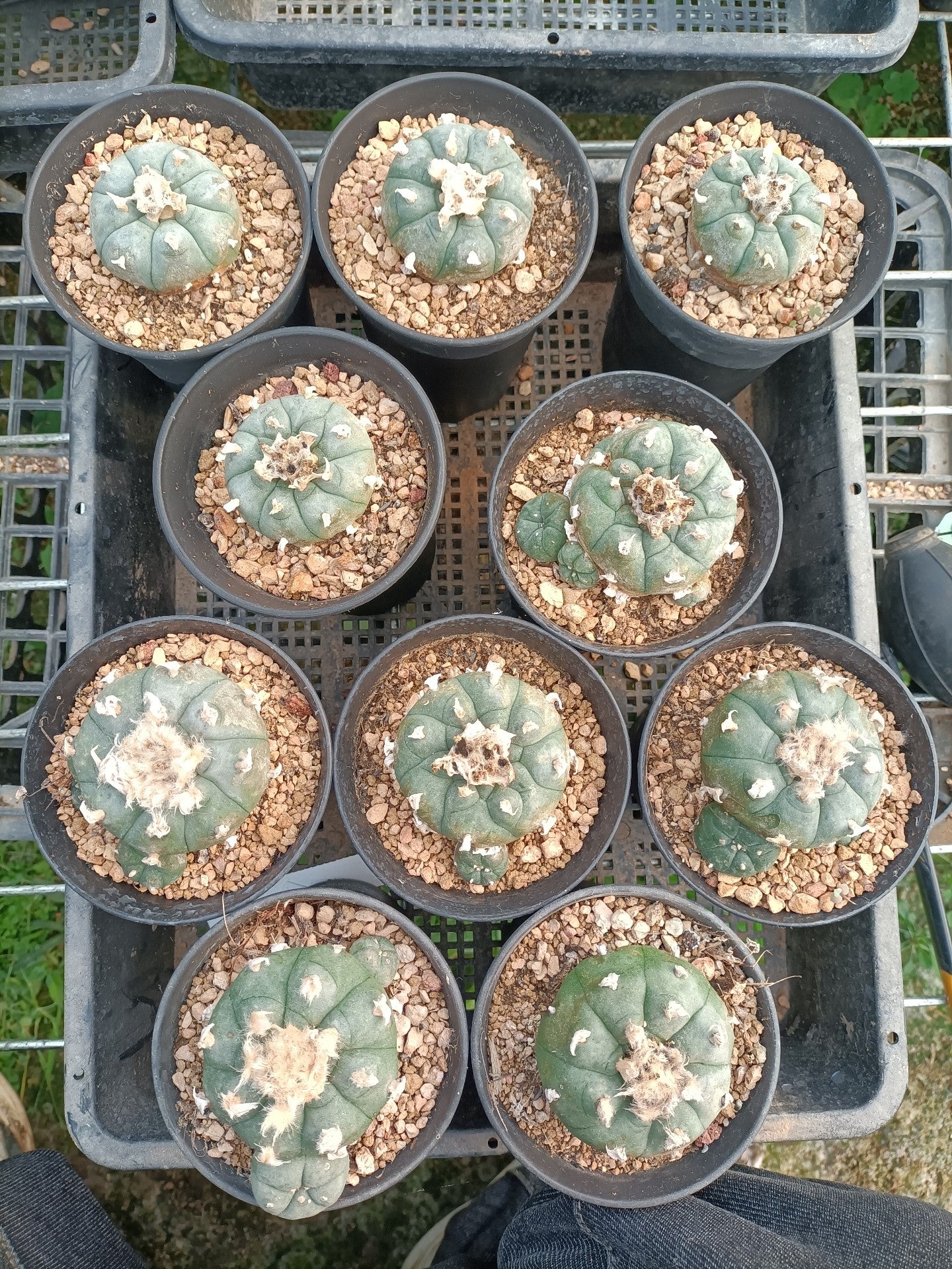 Seed grown Cactus Plant L0ph0ph0ra w 5 cm+, strong root.