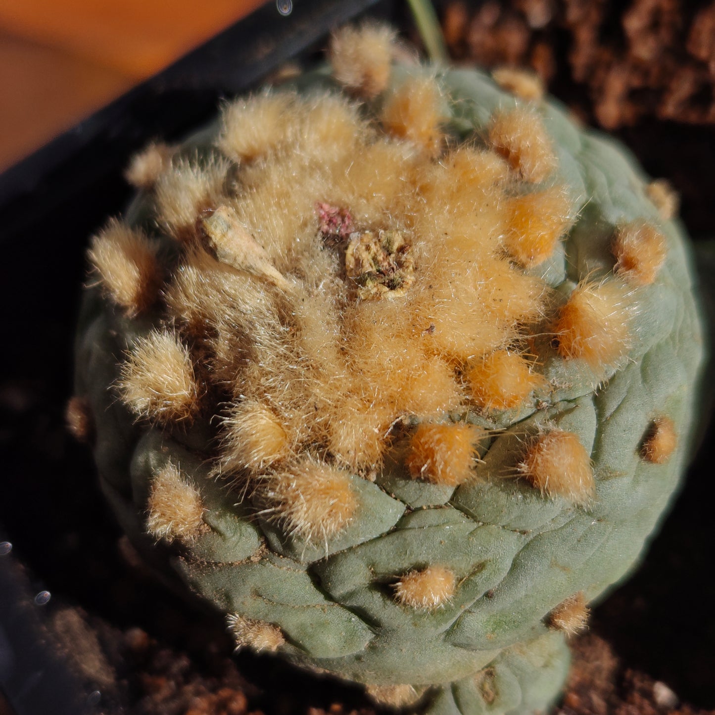 Golden hair self rooted lophos x 2.
