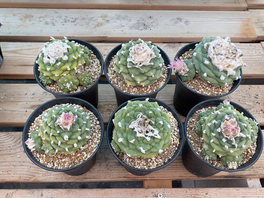 Flowering cactus 1X Plant 7cm self rooted for 4yrs tuberous root. Nice raised areoles.