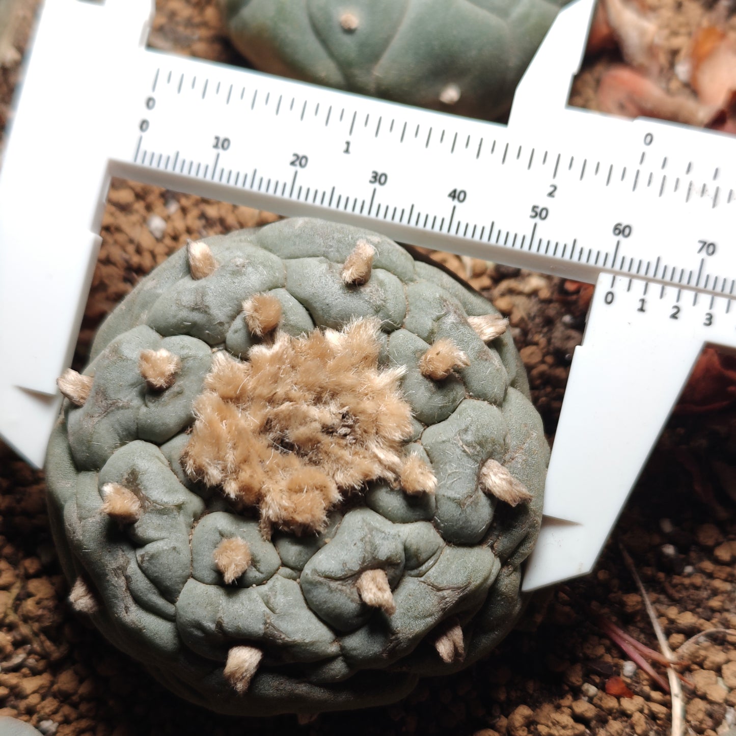 Flowering cactus 10 X Plants various type mix. Whole pot for sale. Clearance.