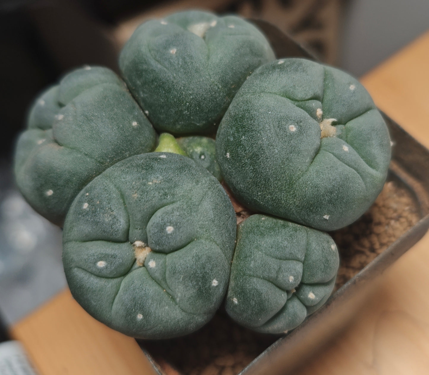 Lophophora fricii
Seed grown plant, 7 cm. Tuberous root, multiple buds more than 5