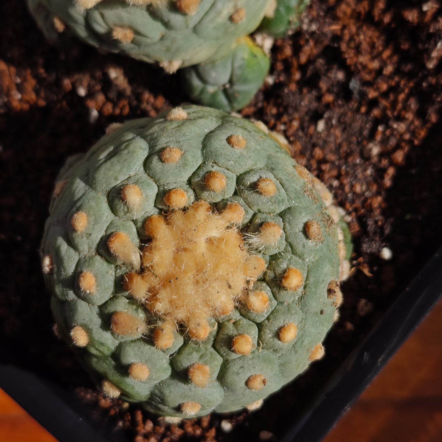 Golden hair self rooted lophos x 2.