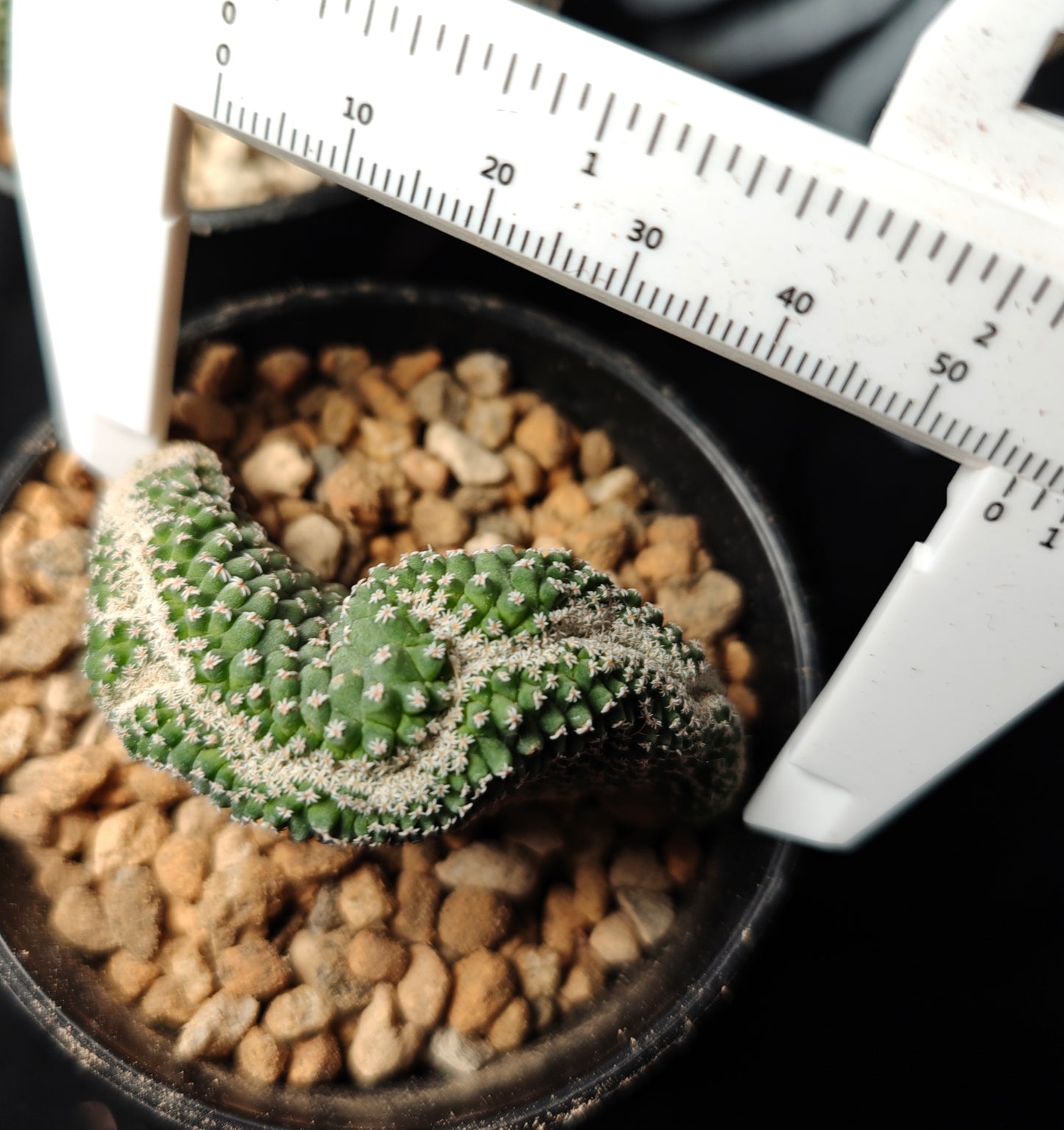 Strombocactus crested x 2