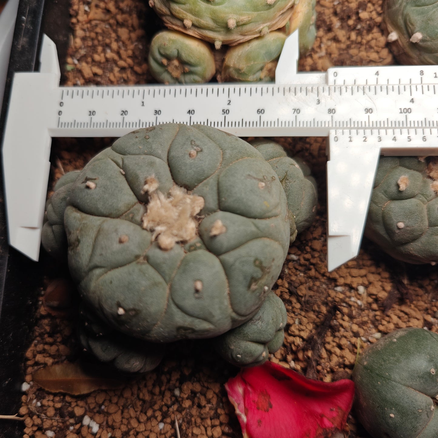 Flowering cactus 10 X Plants various type mix. Whole pot for sale. Clearance.