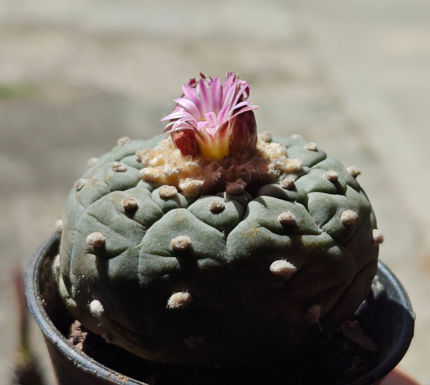Lophophora spiral pattern 6 cm, seed grown plant with tuberous root