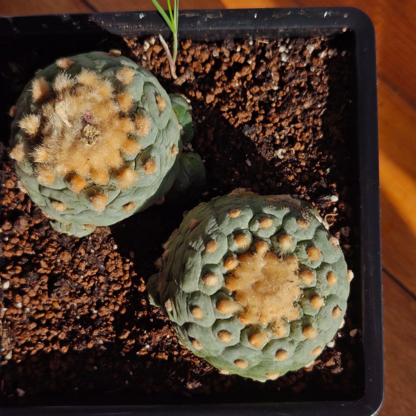 Golden hair self rooted lophos x 2.