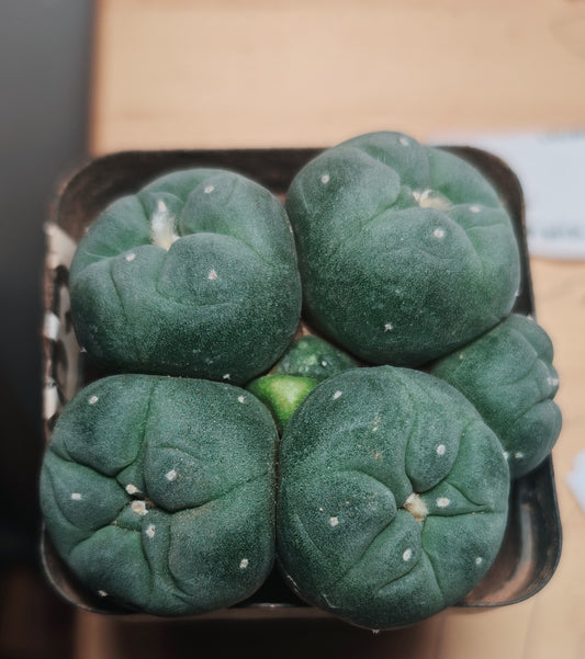 Lophophora fricii
Seed grown plant, 7 cm. Tuberous root, multiple buds more than 5