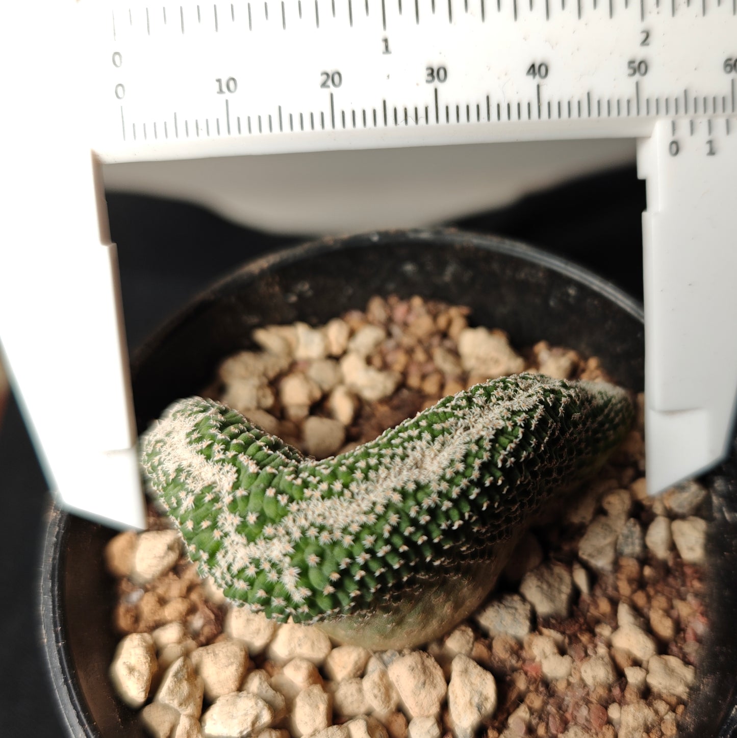 Strombocactus crested x 2