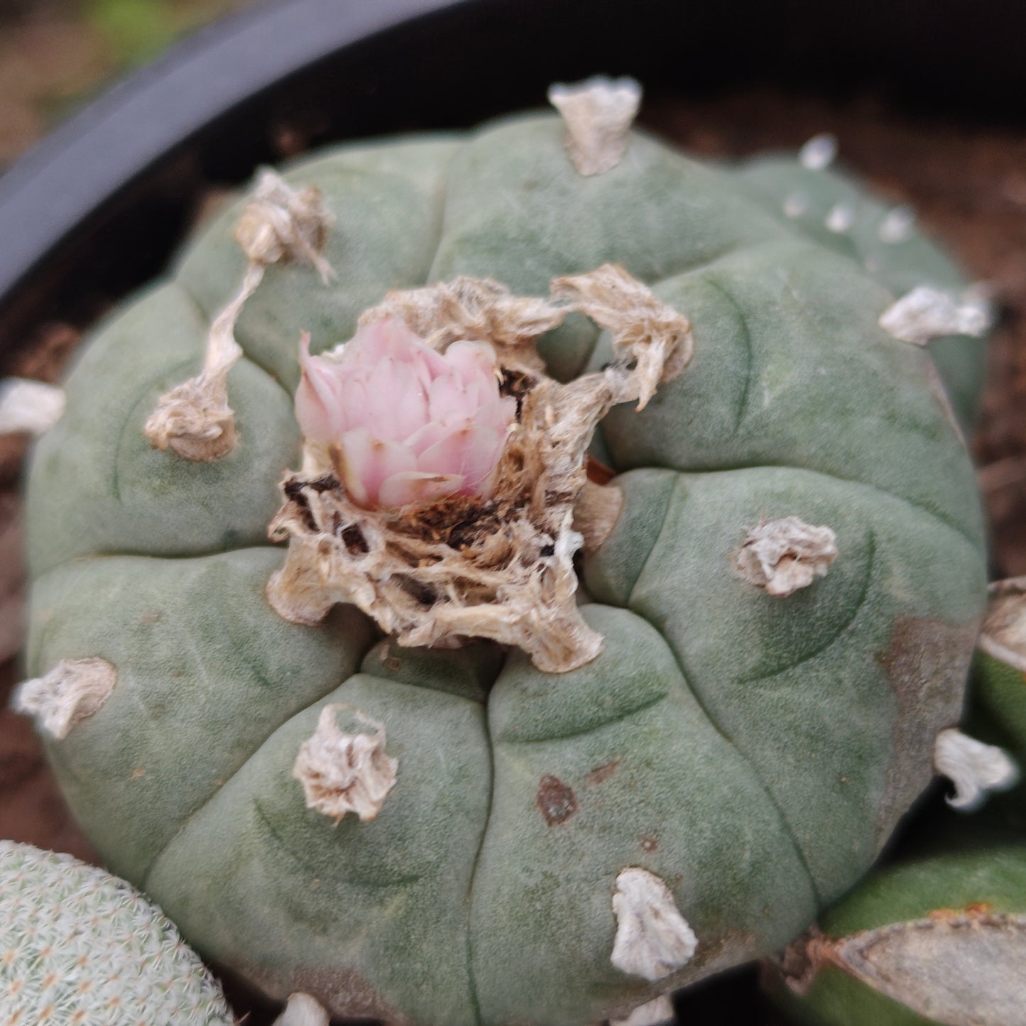 L. williamsii Coahuila 5cm plant x 1. hardy mature plant