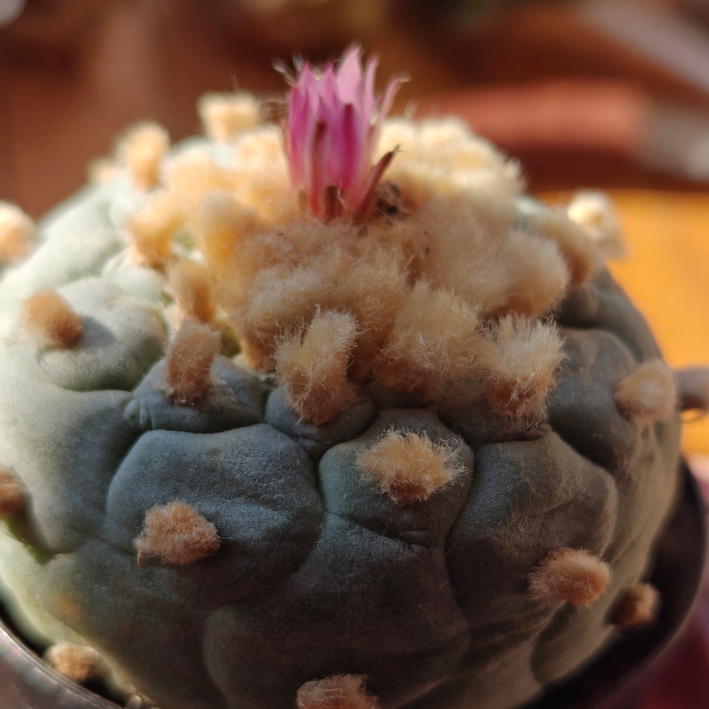 Lophophora seed grown mature plant, 7 cm