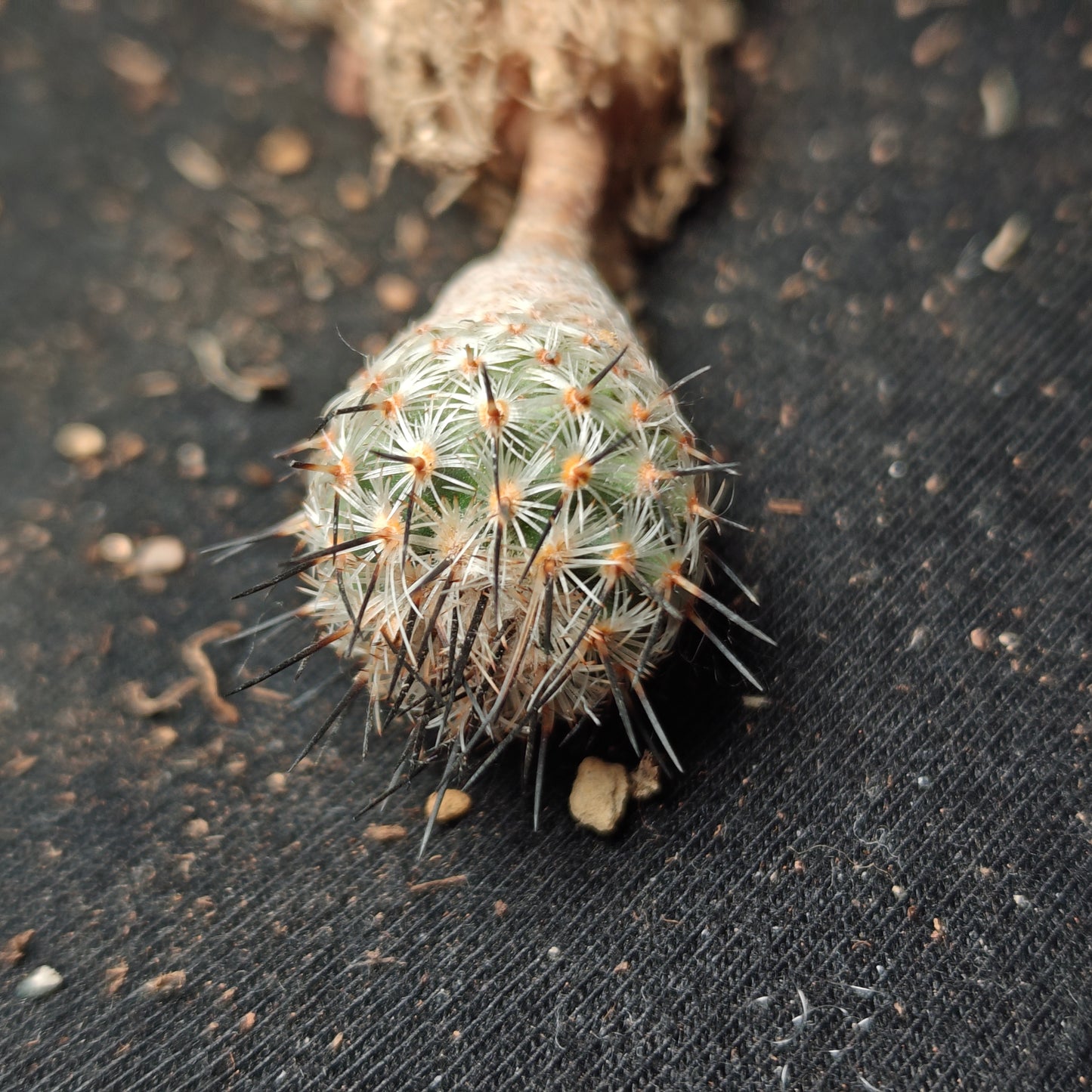 T. subterraneus plants grown from seeds.