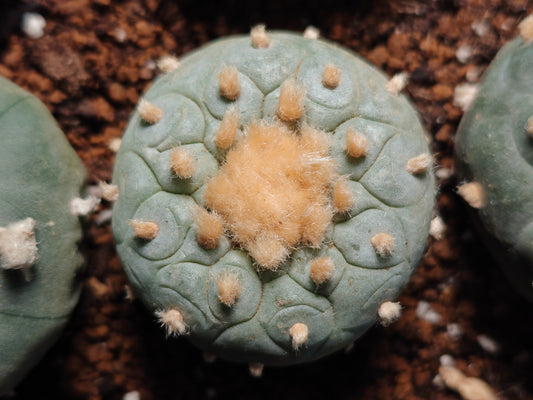Lophophora fricii super white, golden fur
Seed grown plant, 5 cm.