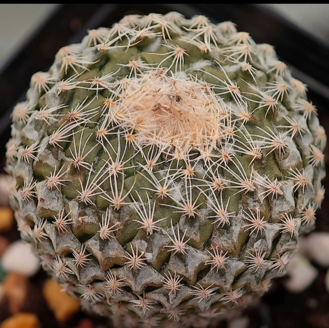 Pelecyphora and T. Subterraneus plants x 2